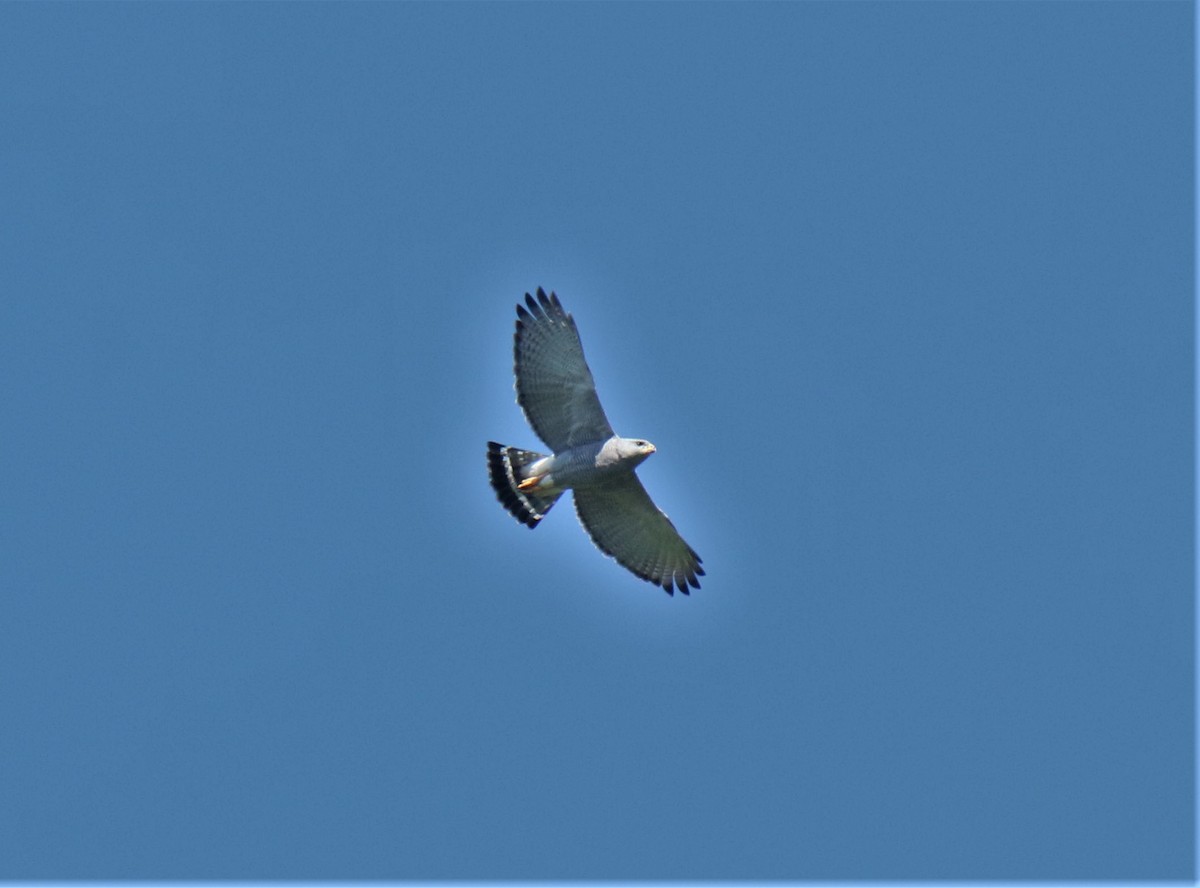 Gray Hawk - ML186574231