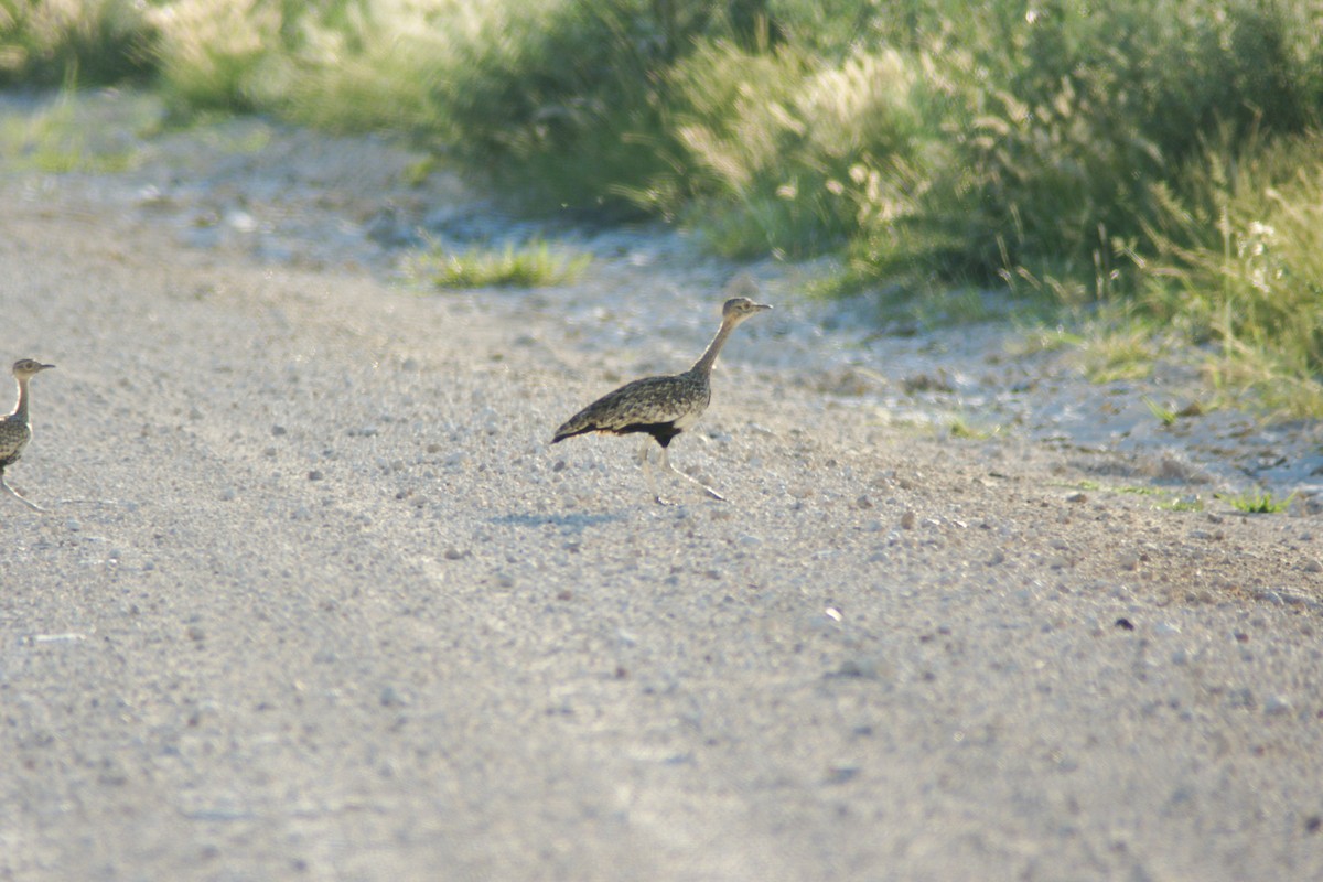 Red-crested Bustard - ML186574711