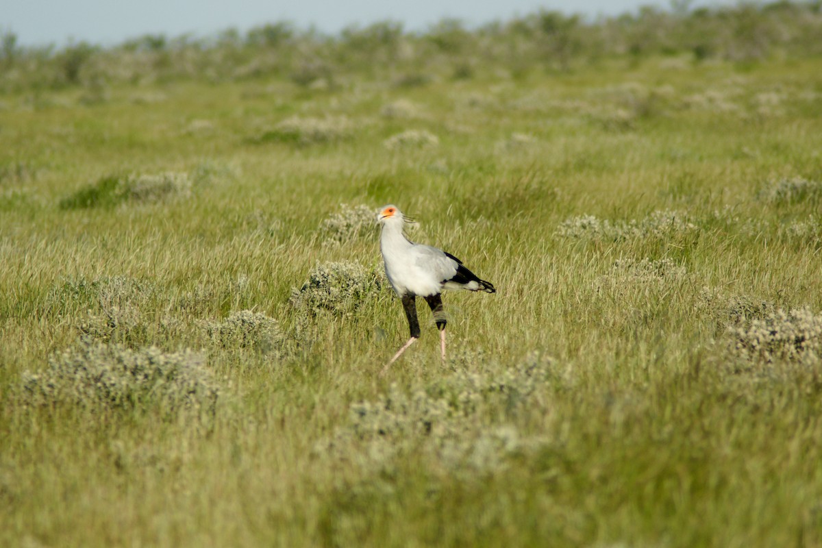 Secretarybird - Stuart Turner