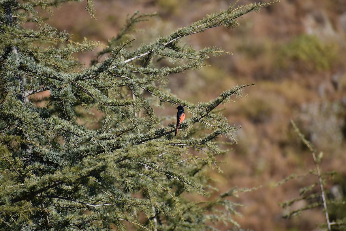 Minivet Colilargo - ML186575511