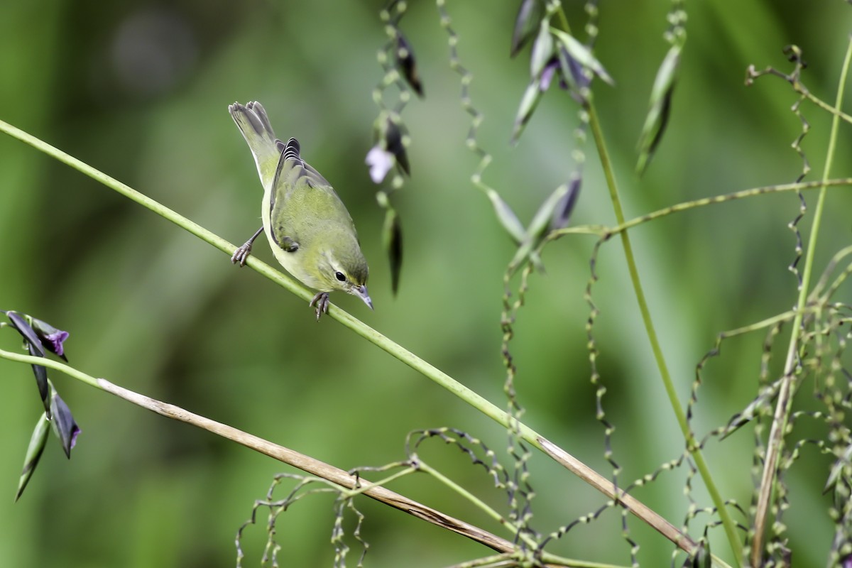 Tennessee Warbler - ML186575981