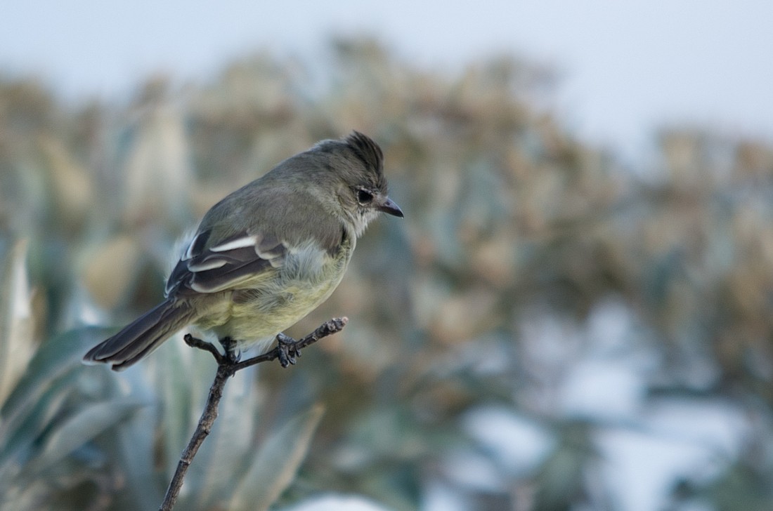 Southern Beardless-Tyrannulet - LUCIANO BERNARDES