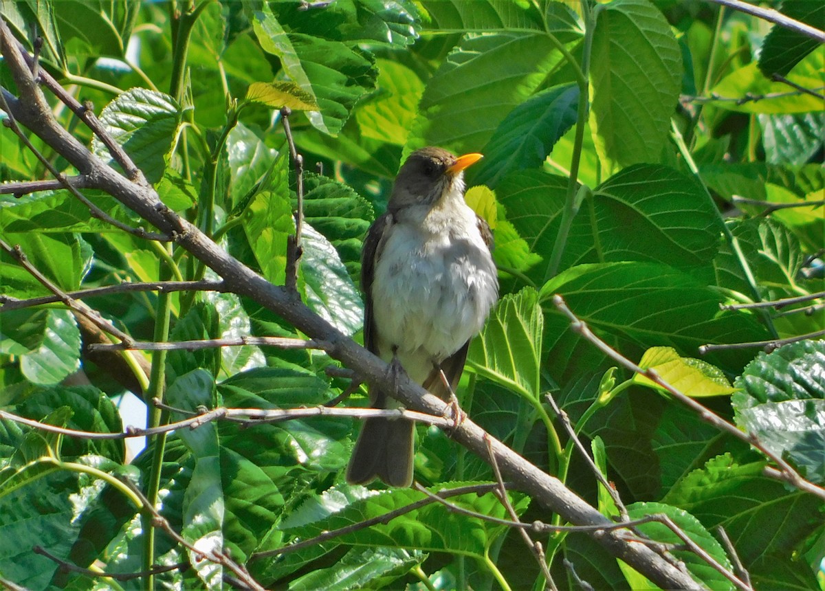 Creamy-bellied Thrush - Nicolás Bejarano