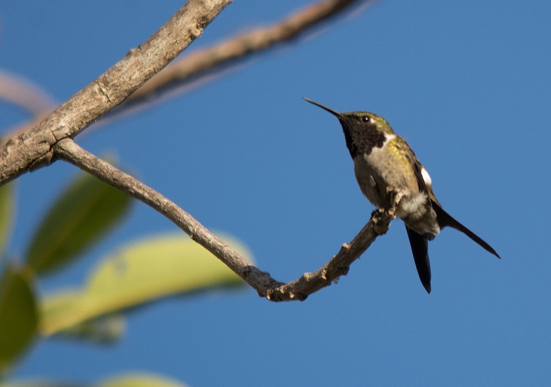 Amethyst Woodstar - LUCIANO BERNARDES