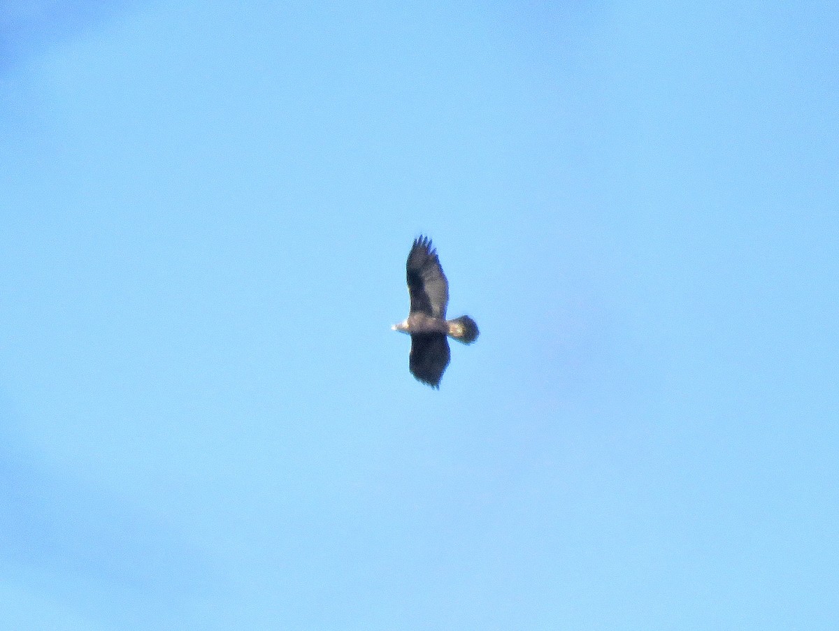 Golden Eagle - ML186580561