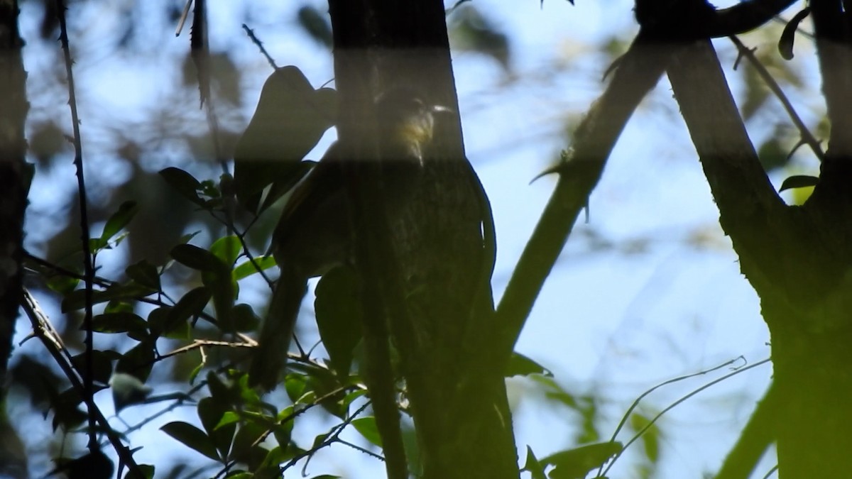Yellow-throated Mountain Greenbul - Hervé JACOB