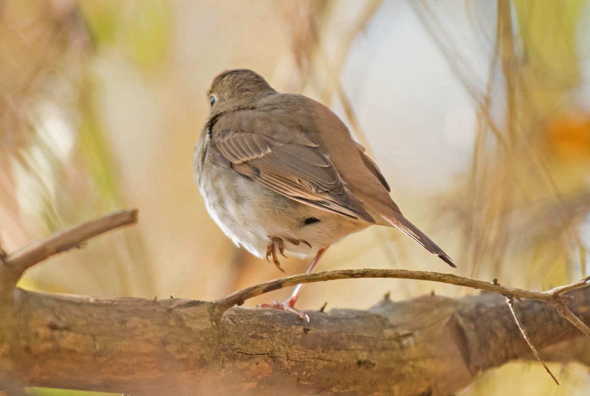 Hermit Thrush - ML186582861