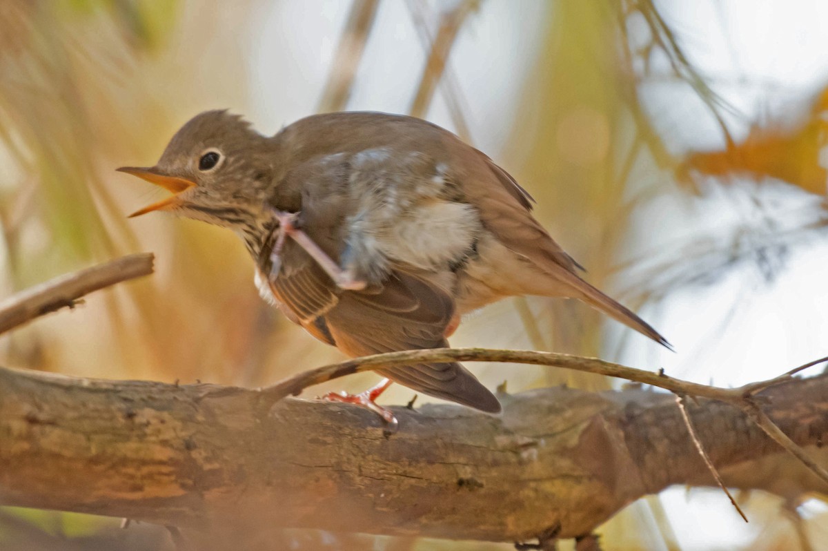 Hermit Thrush - William Batsford