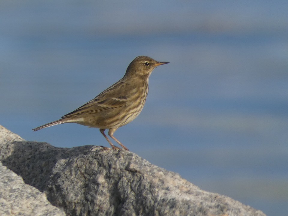 Rock Pipit - Helder Vieira