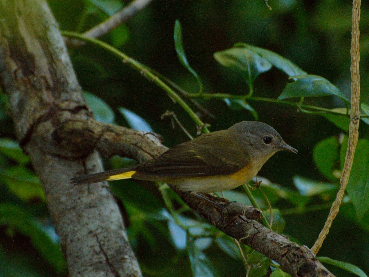 American Redstart - ML186585091