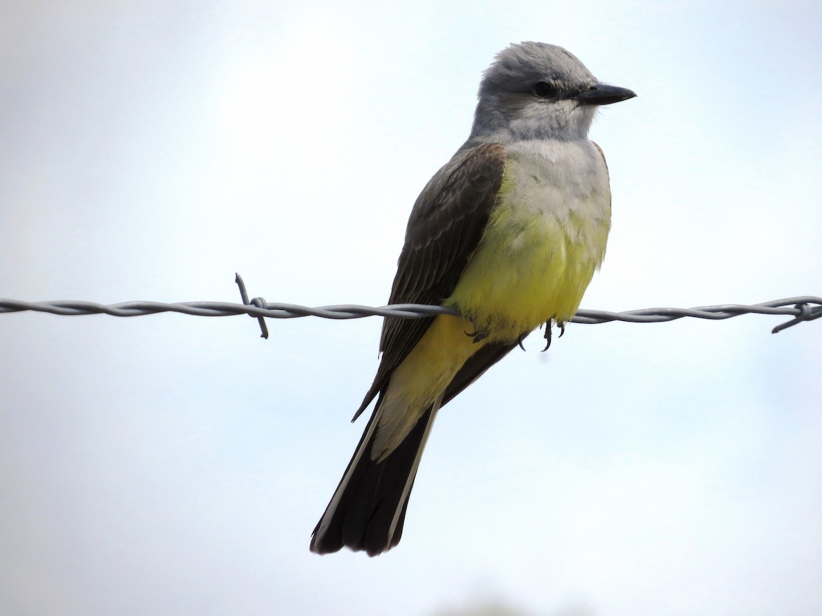 Western Kingbird - Steve Butterworth