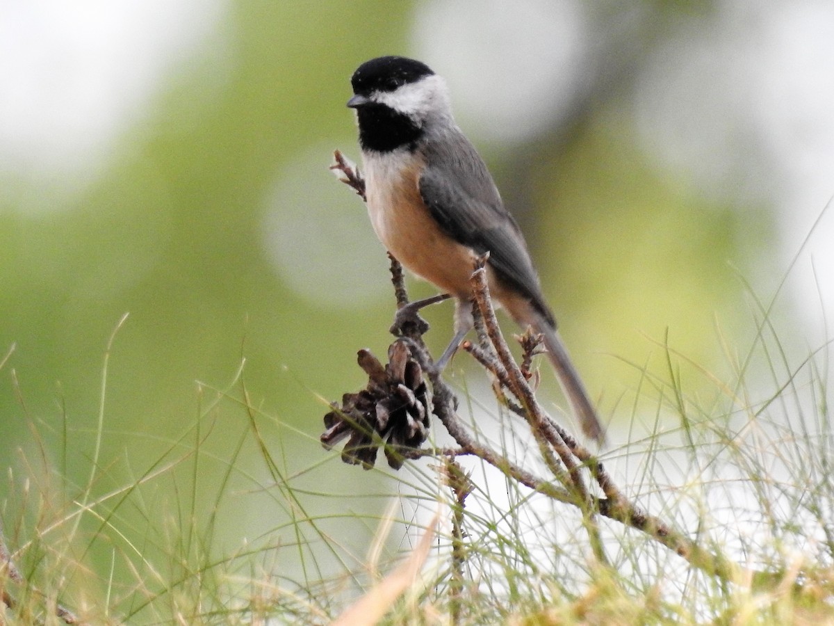 Carolina Chickadee - ML186585531