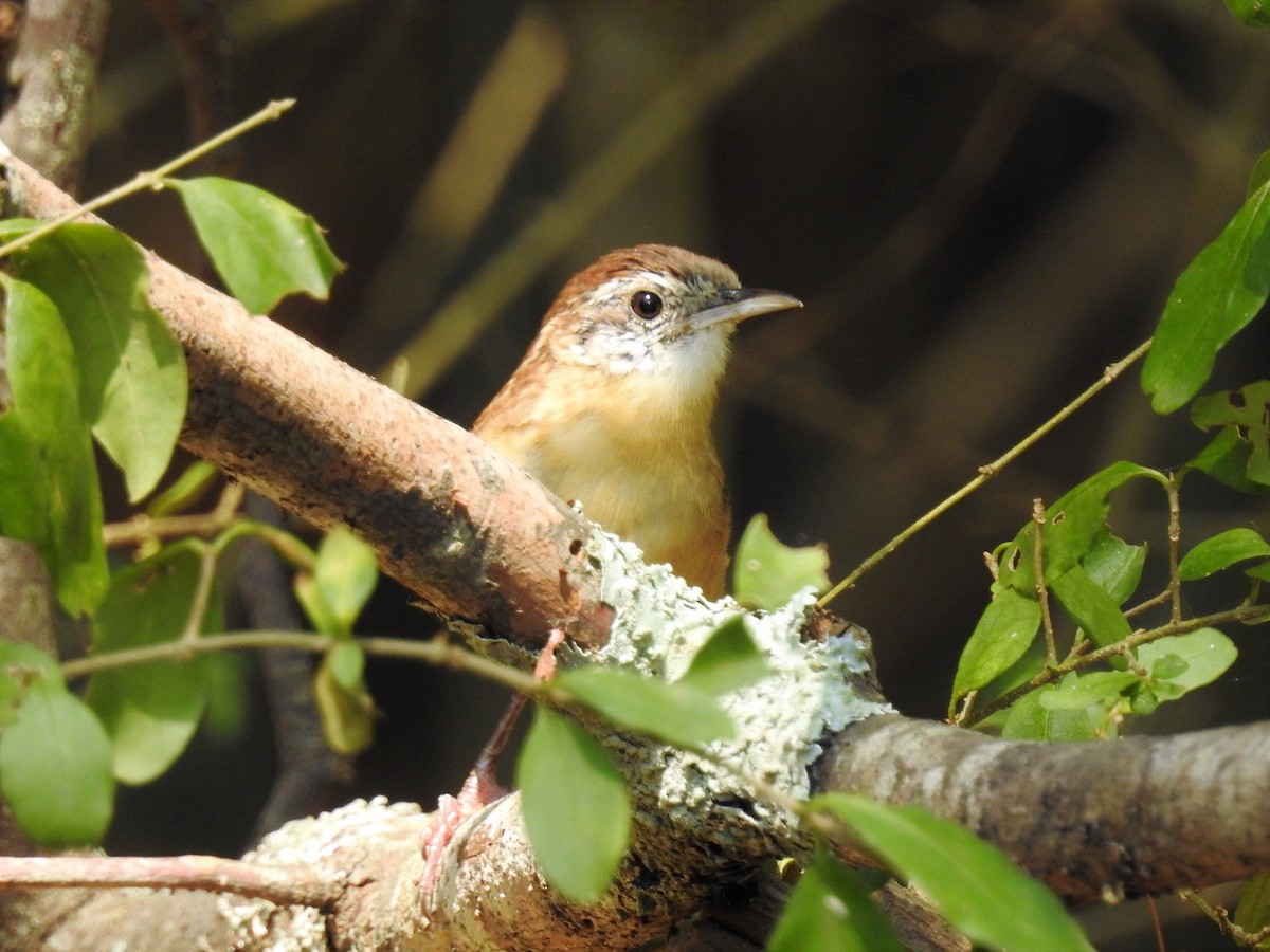 Carolina Wren - ML186585651