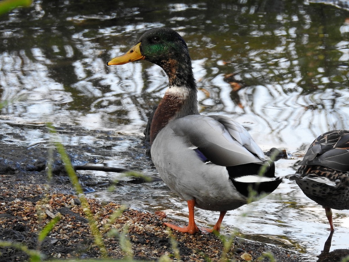 Canard colvert - ML186588171