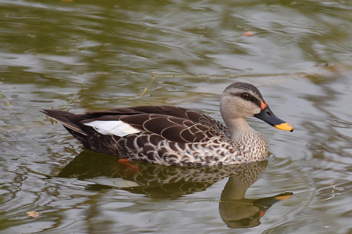 Indian Spot-billed Duck - ML186588541