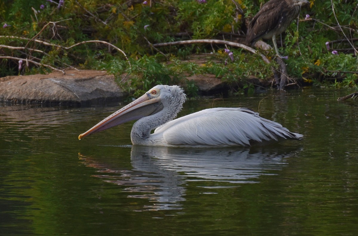 Spot-billed Pelican - ML186588621