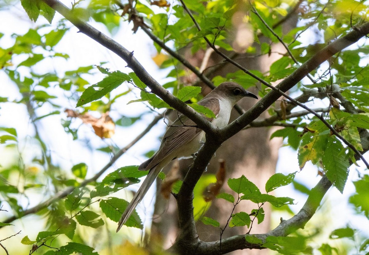 Black-billed Cuckoo - ML186590221