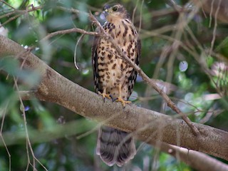 Immature (Eastern) - African Goshawk