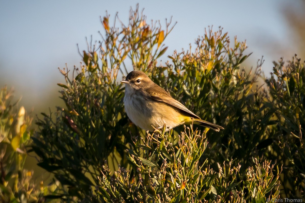 Palm Warbler - ML186592661