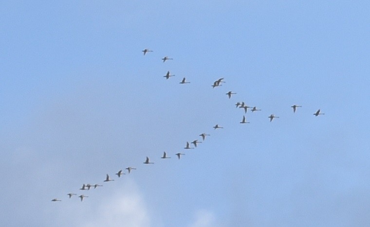 Tundra Swan - ML186592871