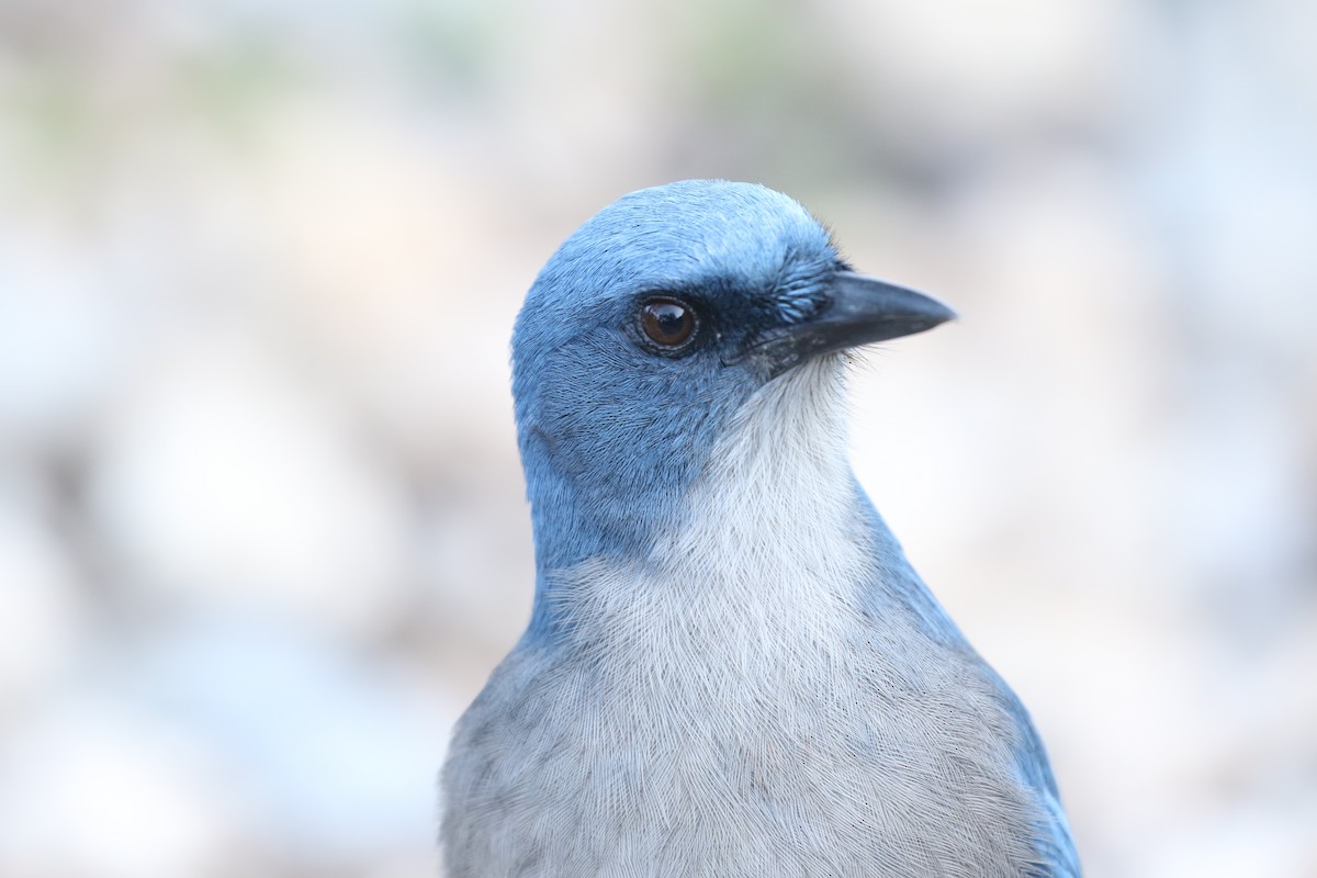 Mexican Jay - ML186592961