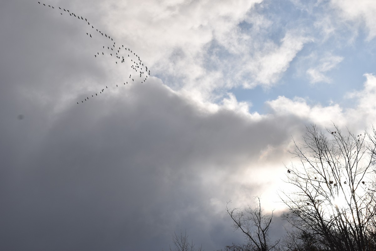 Canada Goose - ML186593051