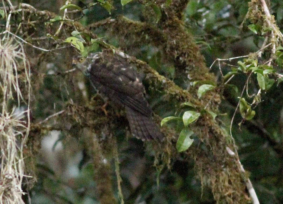 Black-mantled Goshawk - ML186593371