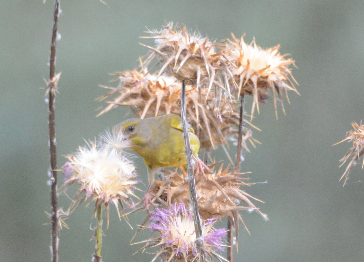 European Greenfinch - ML186593881