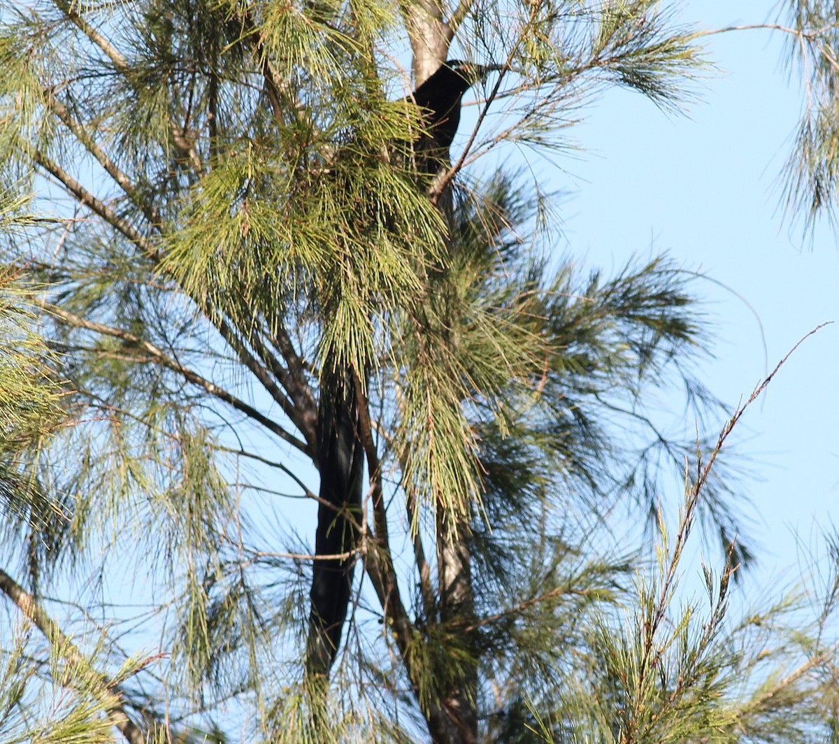 Black Sicklebill - ML186594801