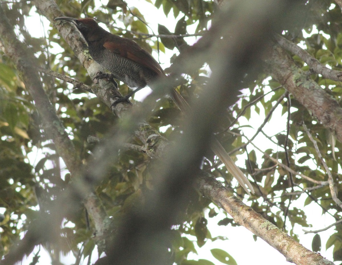 Black Sicklebill - ML186594911