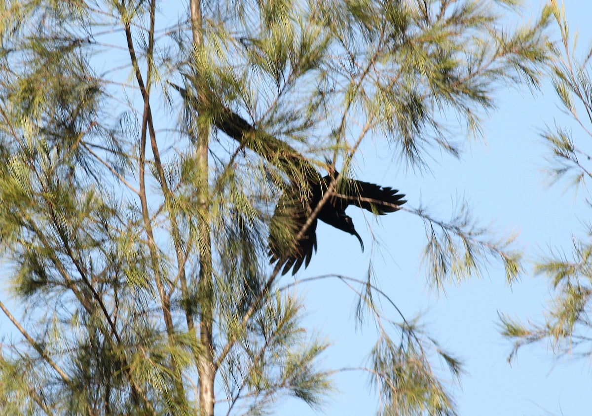 Black Sicklebill - ML186594951