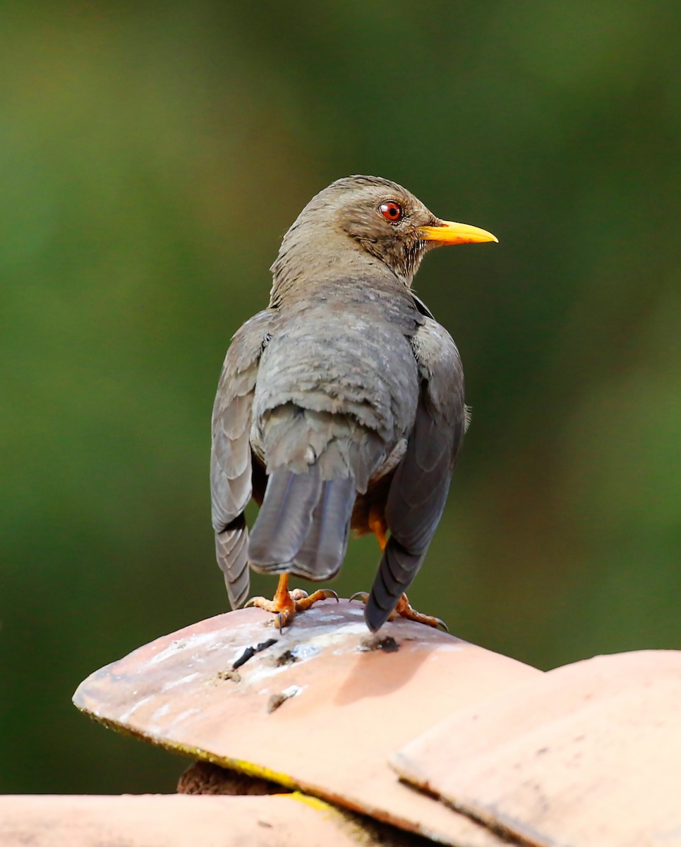 Chiguanco Thrush - ML186595911