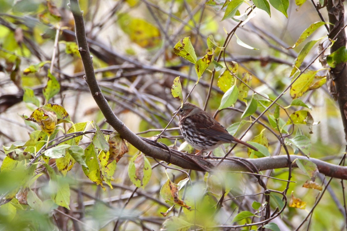 Fox Sparrow - Vickie Baily