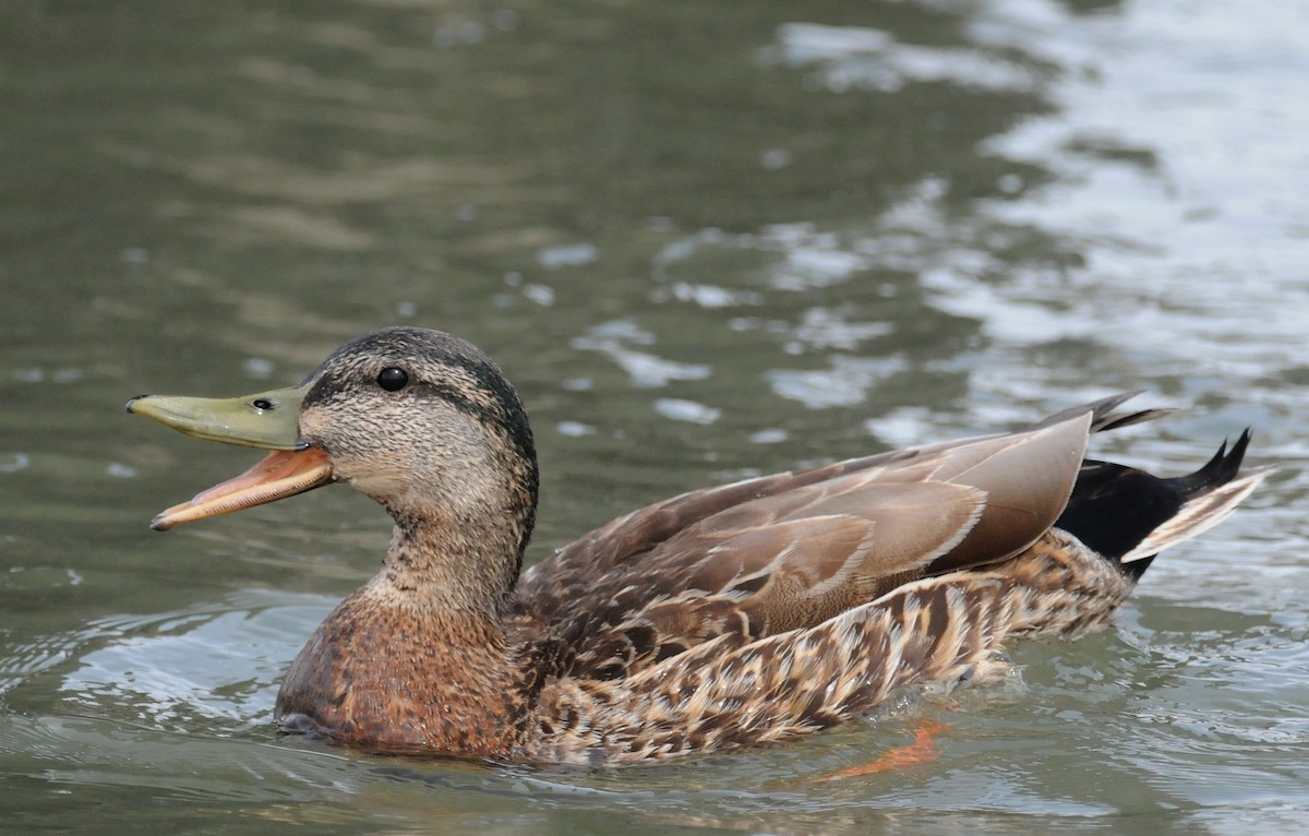 Mallard x American Black Duck (hybrid) - ML186599621