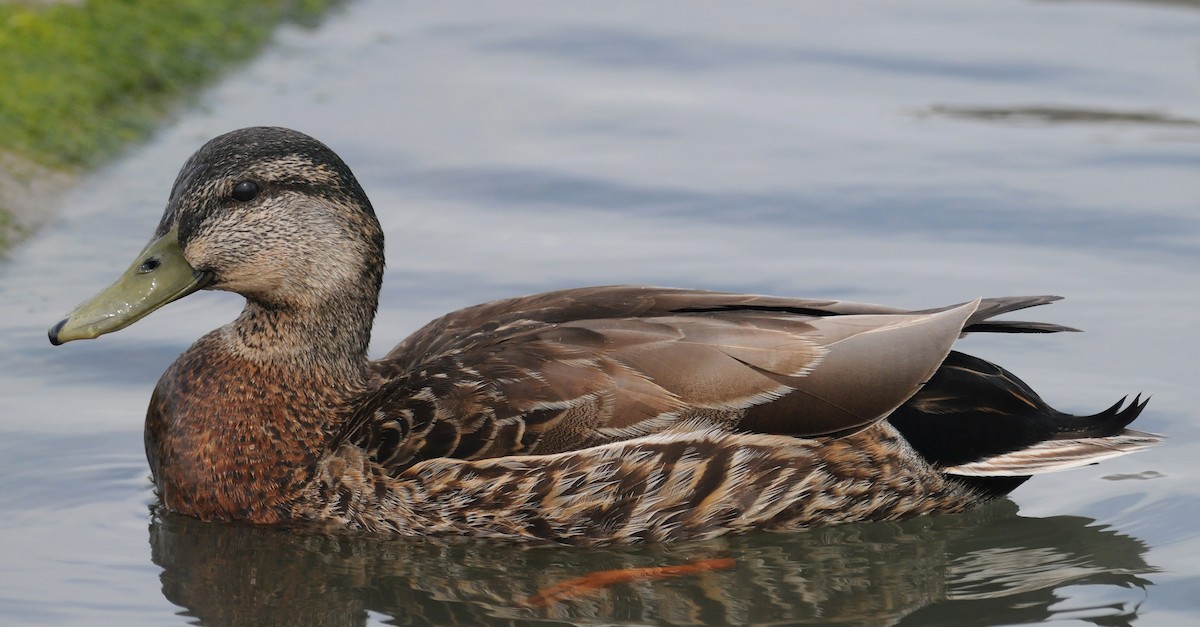 Mallard x American Black Duck (hybrid) - ML186599661