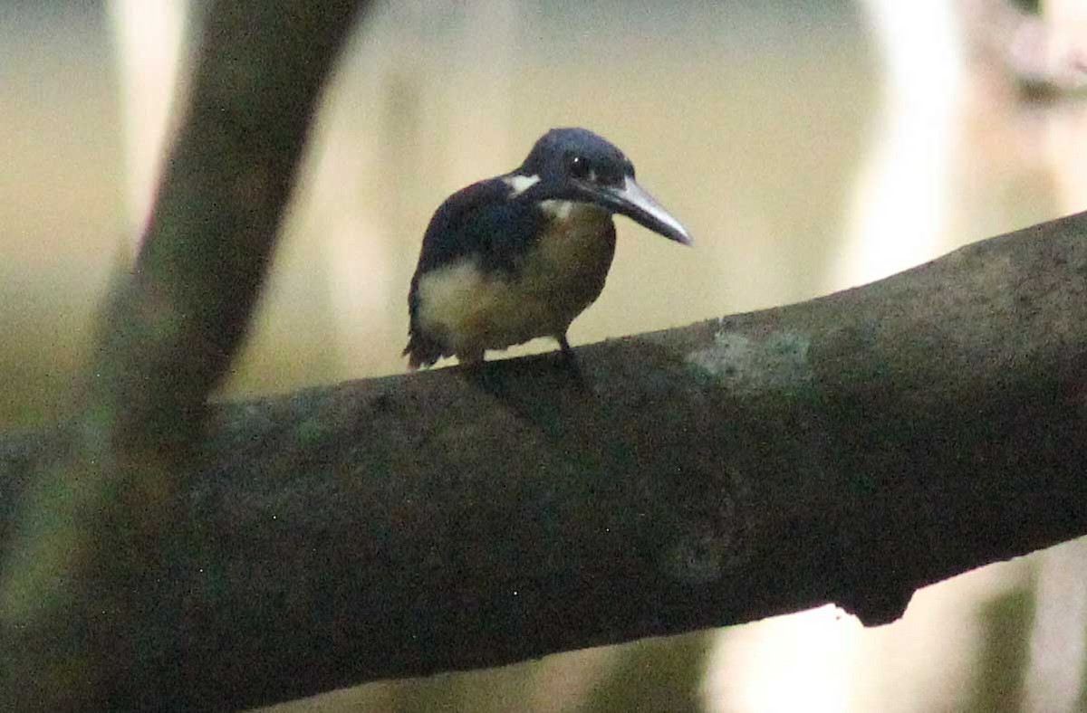 Bismarck Kingfisher - ML186600241