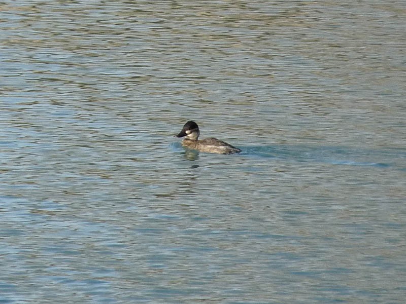 Ruddy Duck - ML186600571