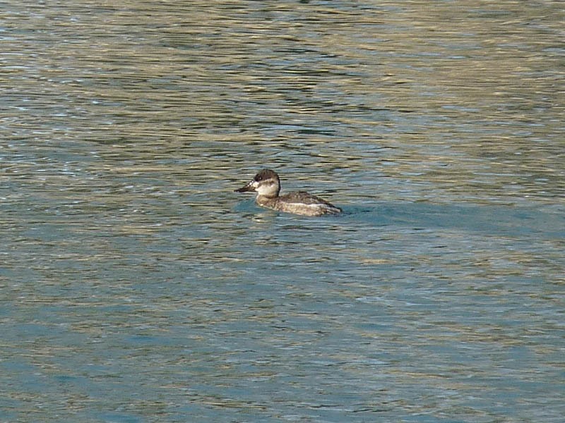 Ruddy Duck - ML186600581