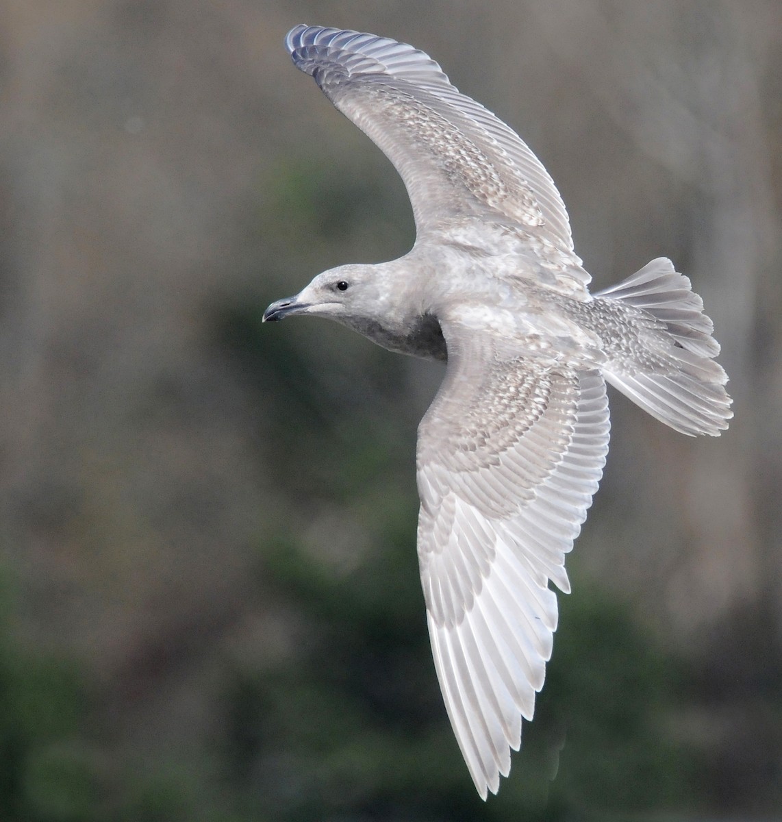 Glaucous-winged Gull - Steven Mlodinow