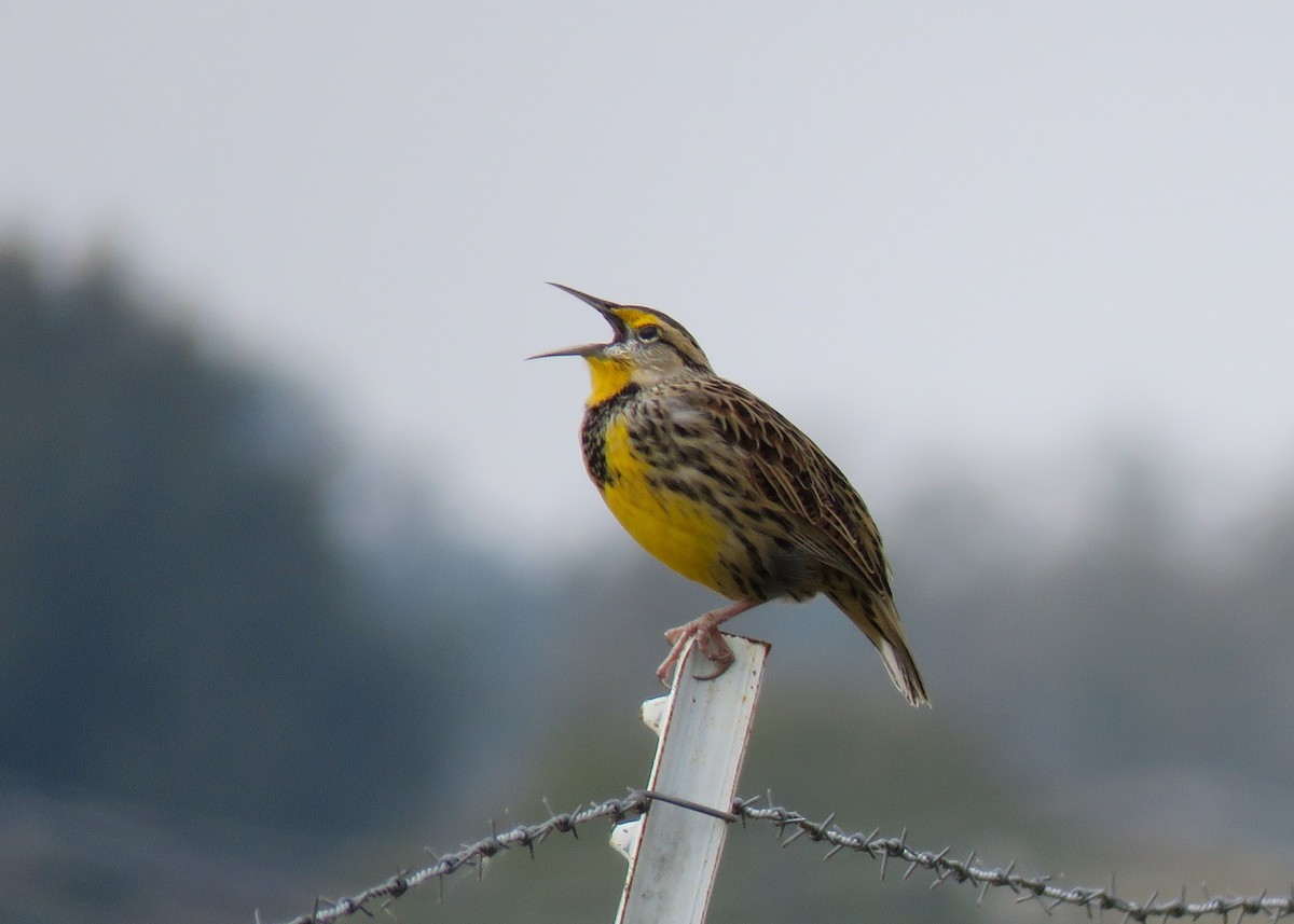 Eastern Meadowlark - ML186601581
