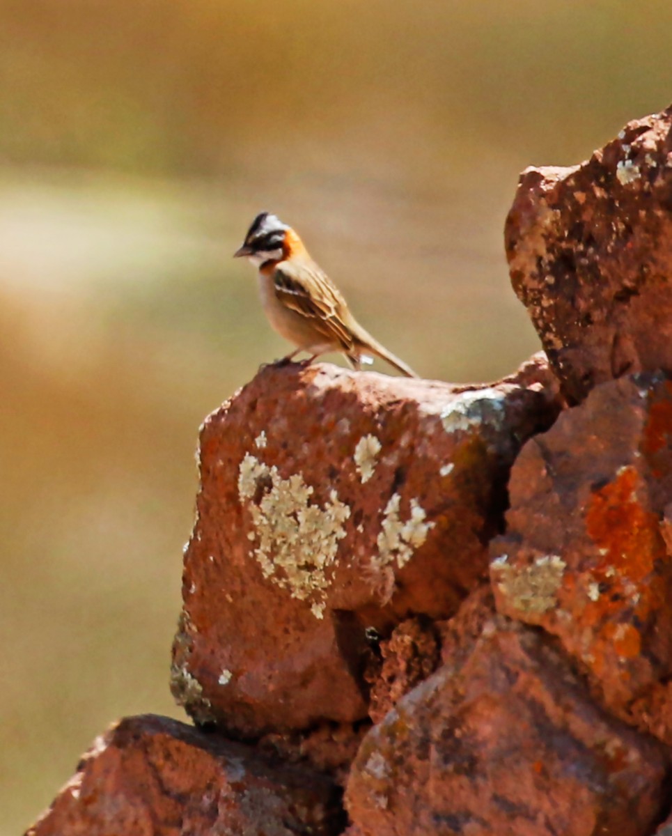 Rufous-collared Sparrow - ML186601671