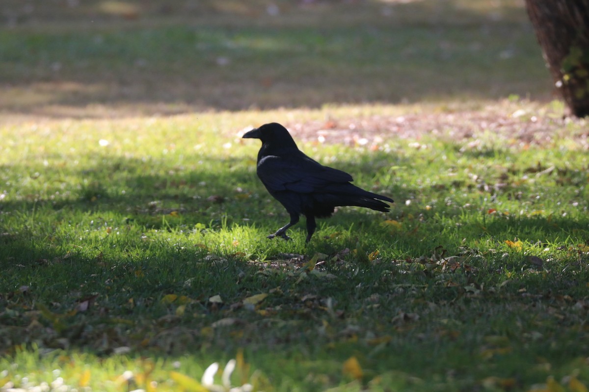 Common Raven - Gordon Black