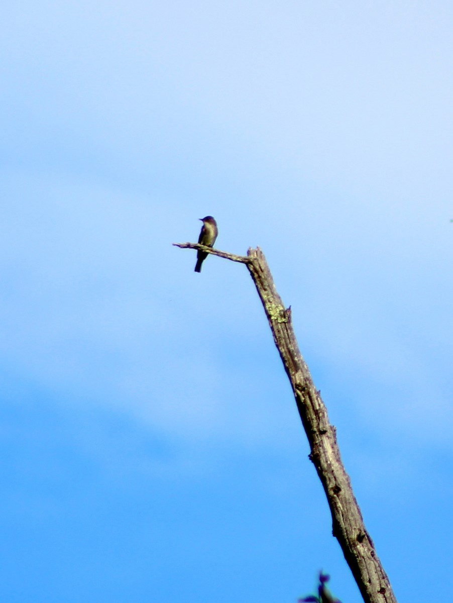 Olive-sided Flycatcher - ML186606831