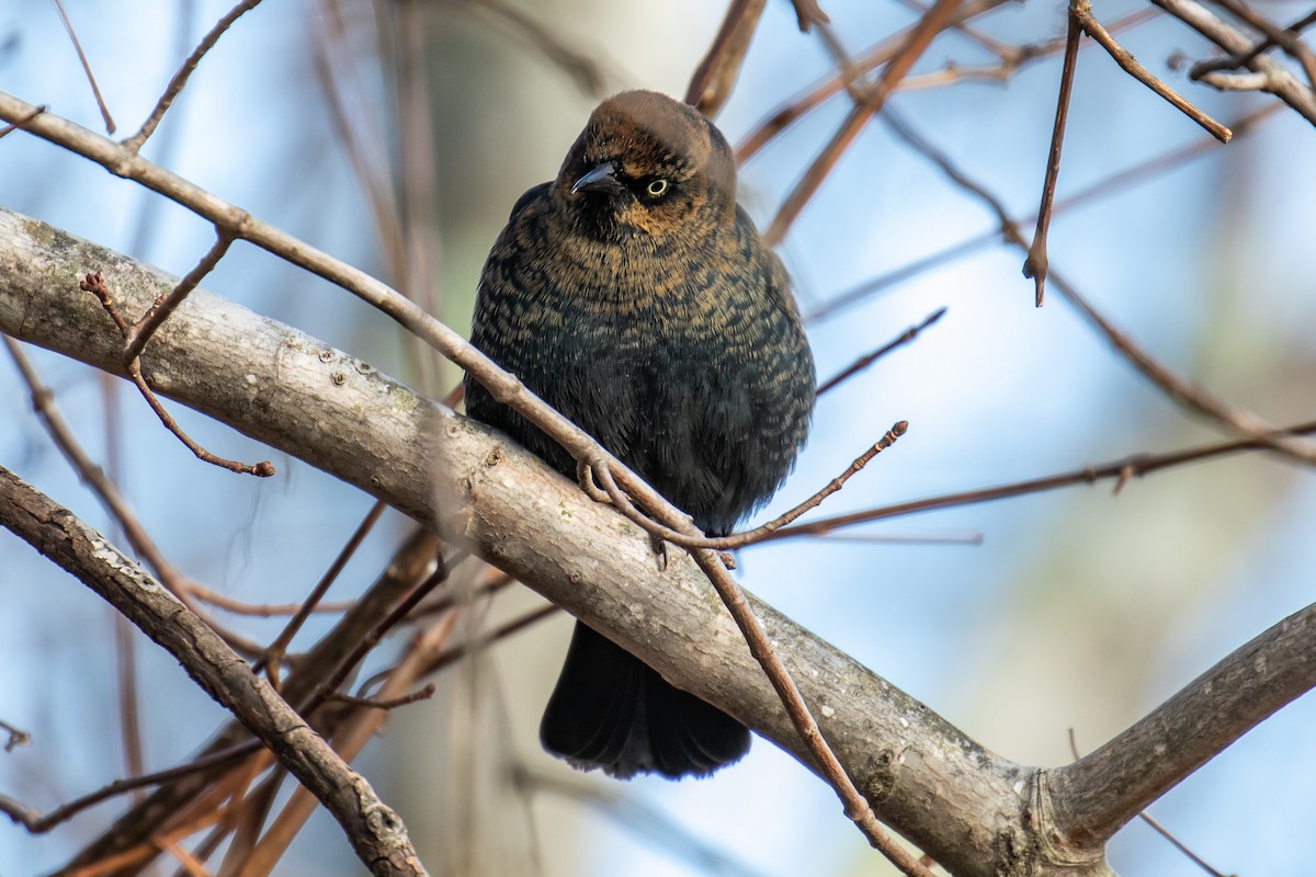 Rusty Blackbird - ML186609041