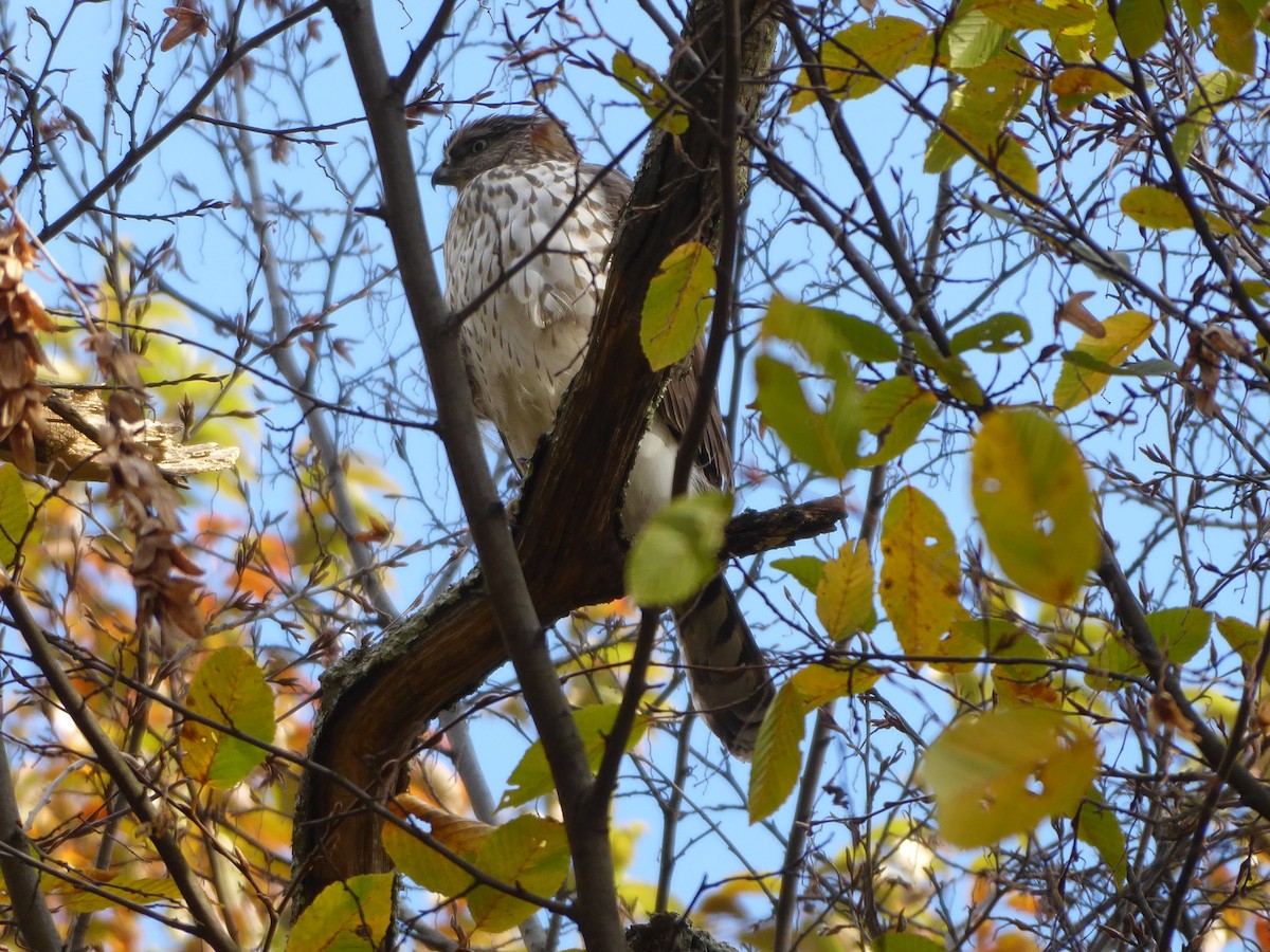 Cooper's Hawk - ML186609901