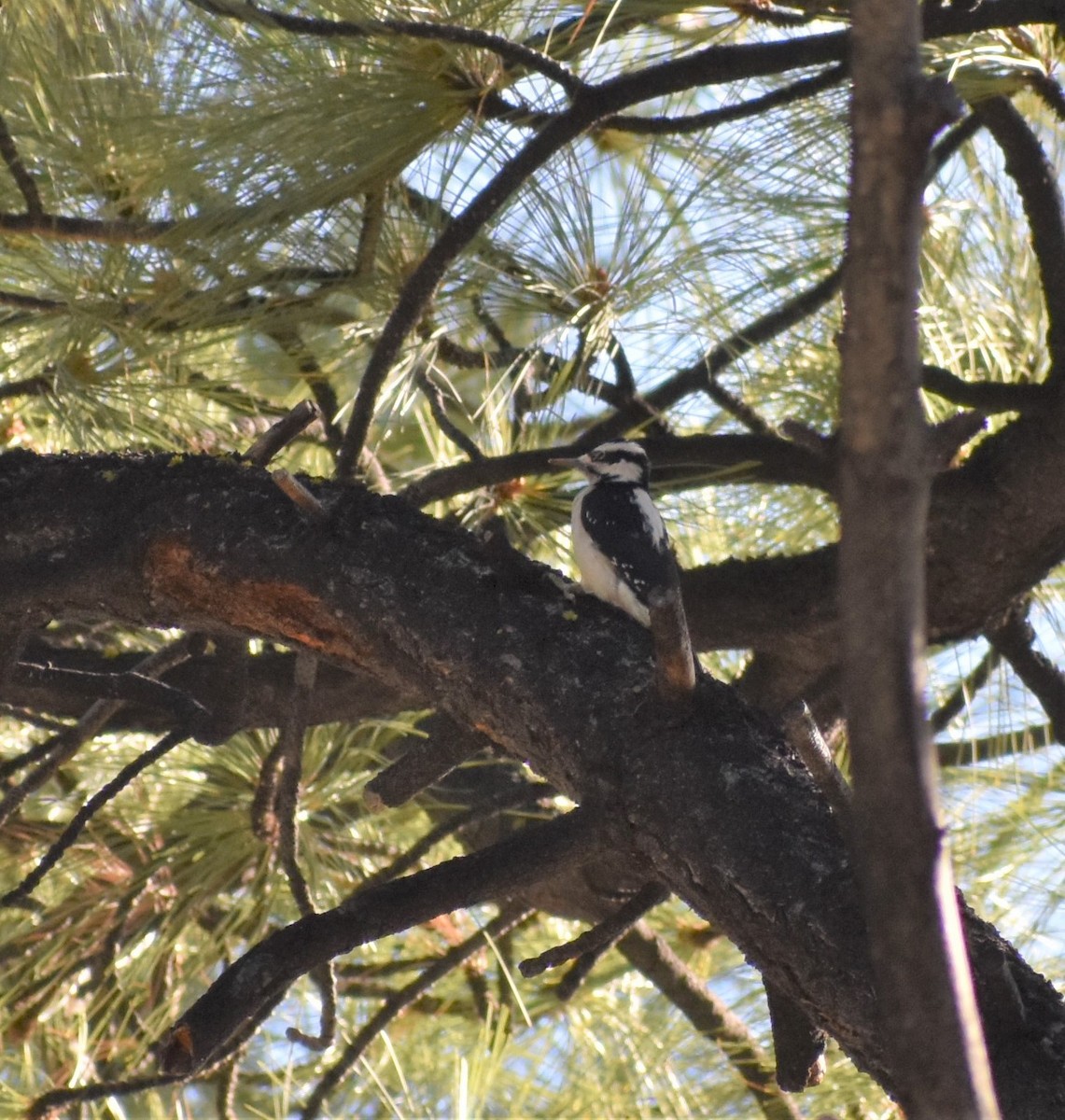 Hairy Woodpecker - ML186612841