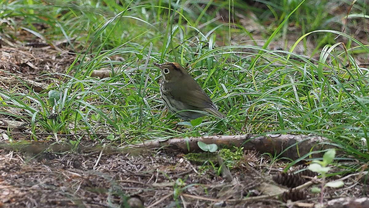 Ovenbird - ML186614581