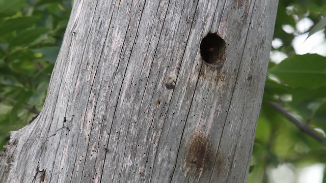 Yellow-bellied Sapsucker - ML186615471