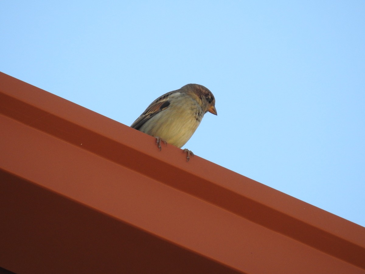 House Sparrow - ML186615971