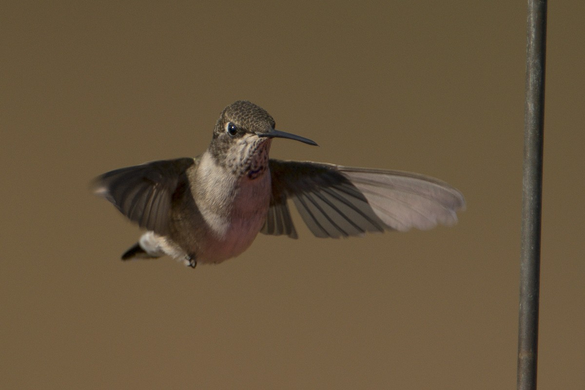 Black-chinned Hummingbird - ML186616031